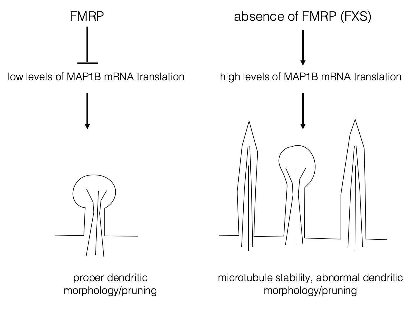 Biological role of FMRP