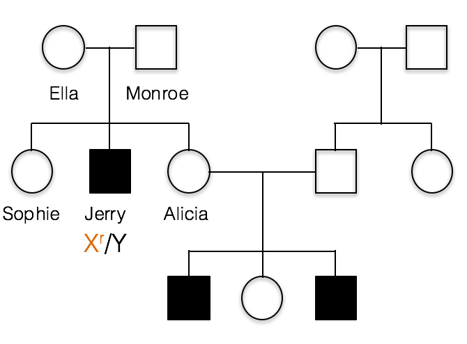 pedigree of a typical X-linked recessive trait