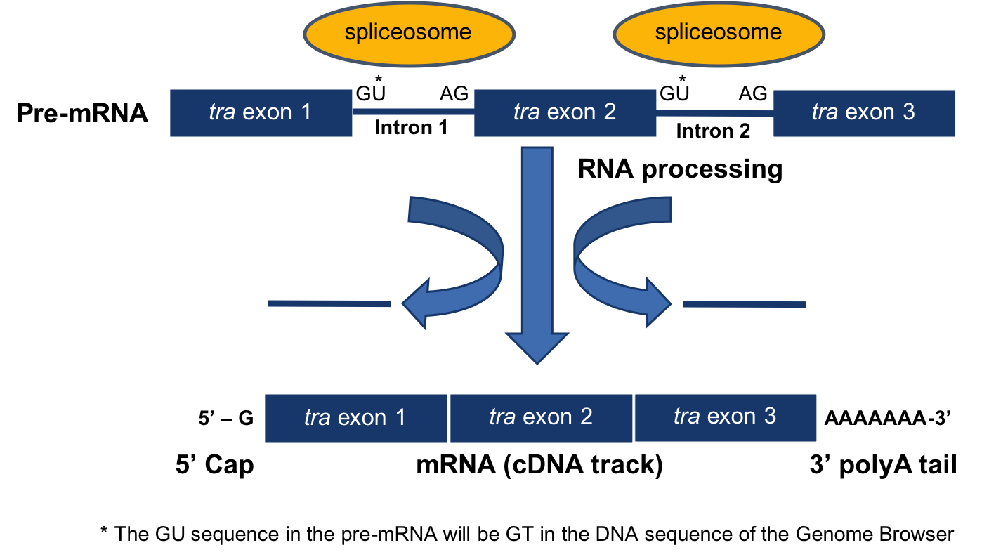 Diagram of mRNA processing