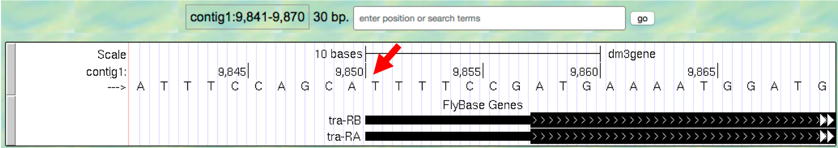 Base Position track of the Genome Browser