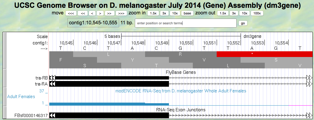 Splice donor site for Exon 2 of the *tra* gene