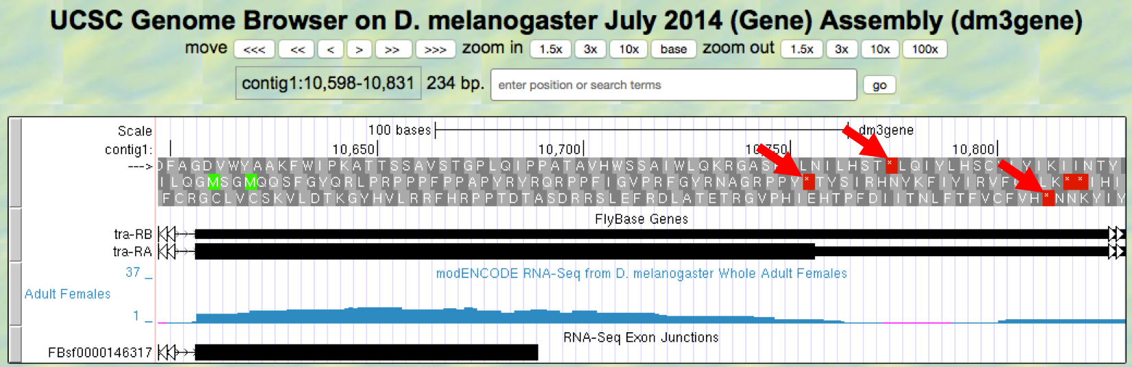 Genome Browser view of the region near the end of Exon 3
