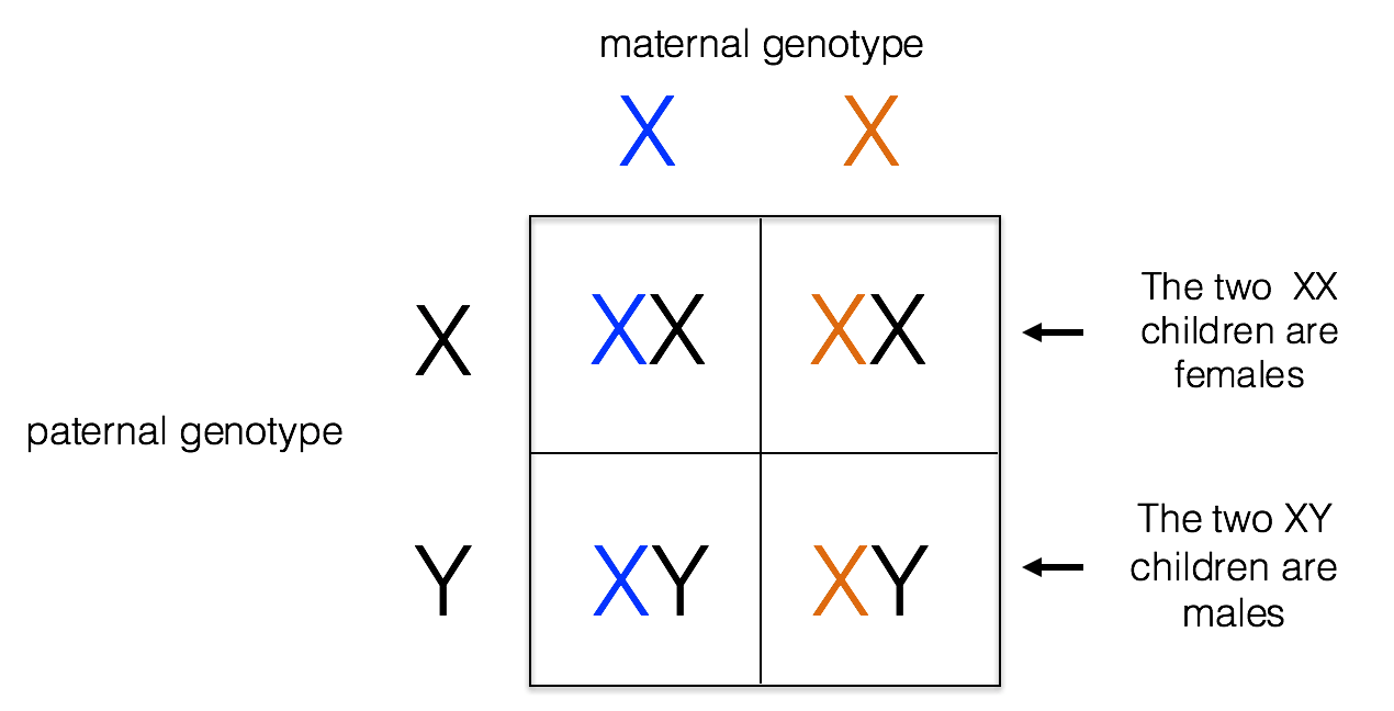 X linked inheritance