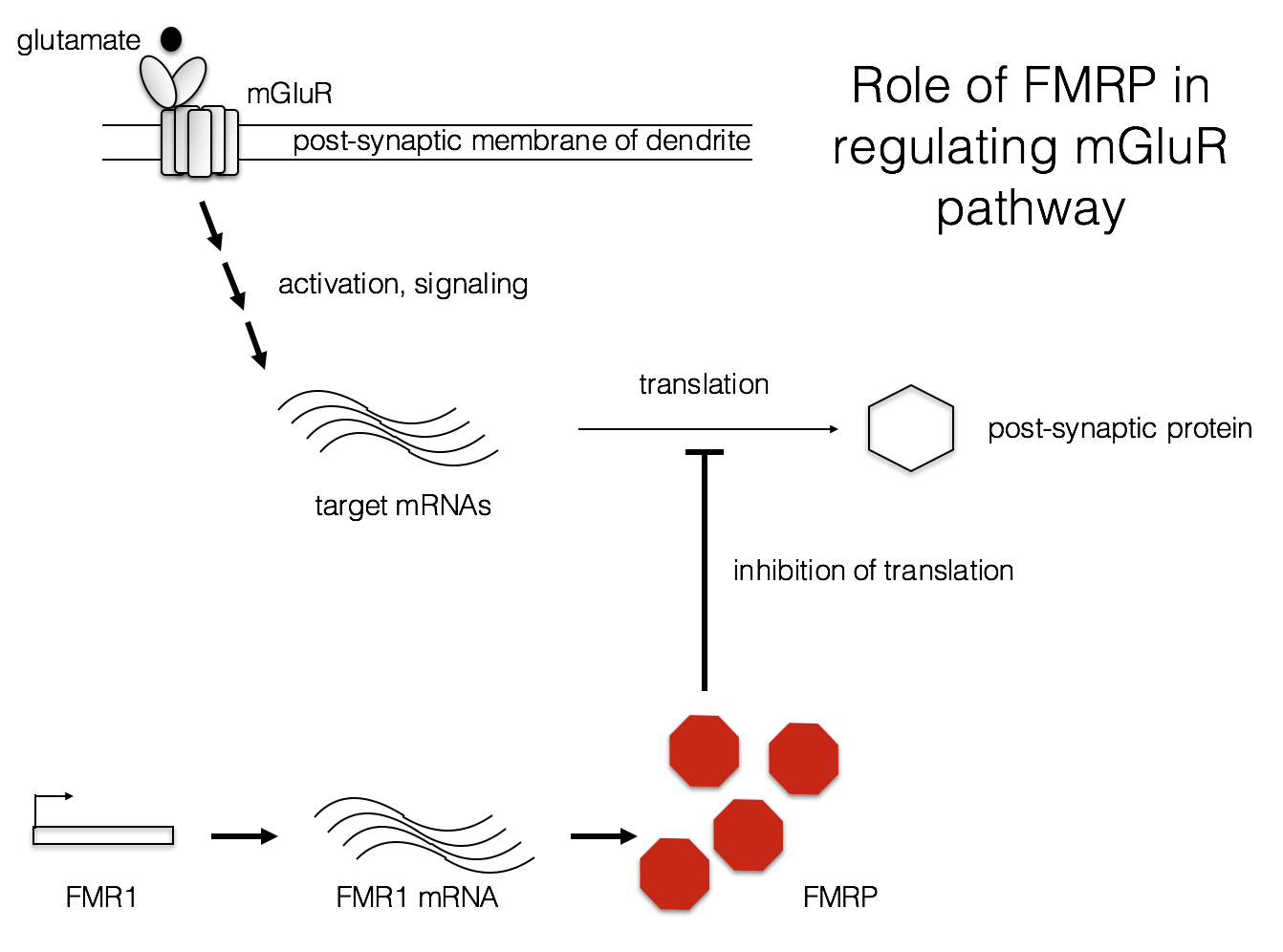 Role of FMRP in  regulating mGluR  pathway