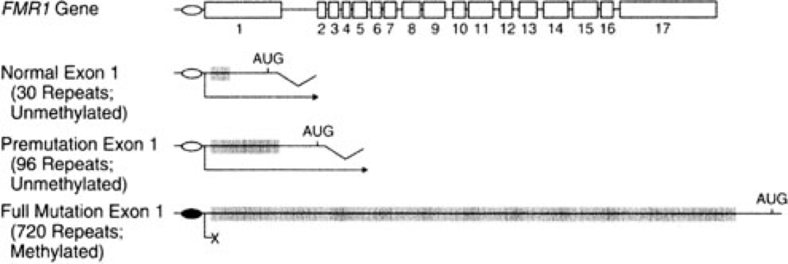 5mC levels around the transcription start site