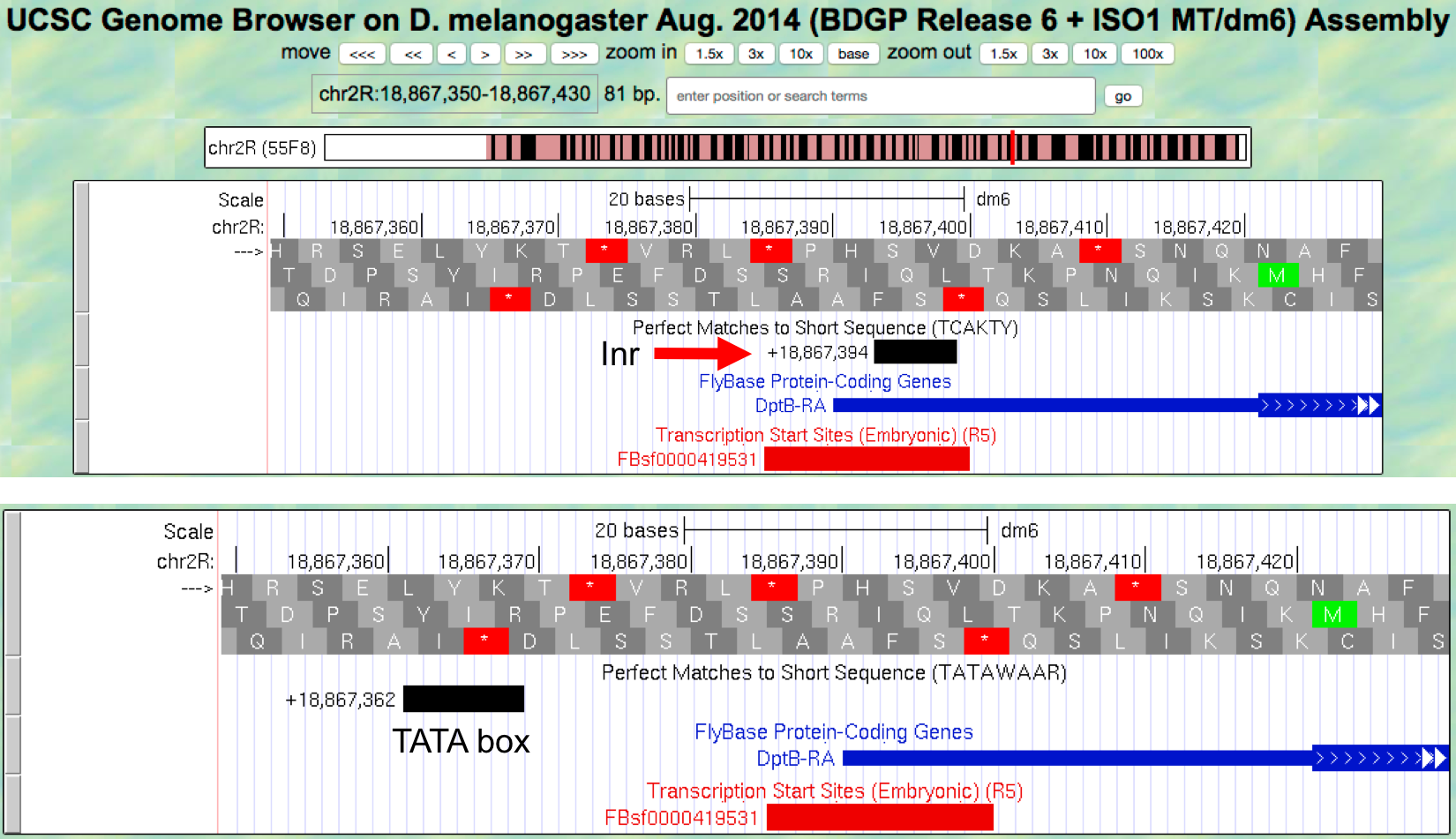 Short Match search of the Inr and TATA box motifs