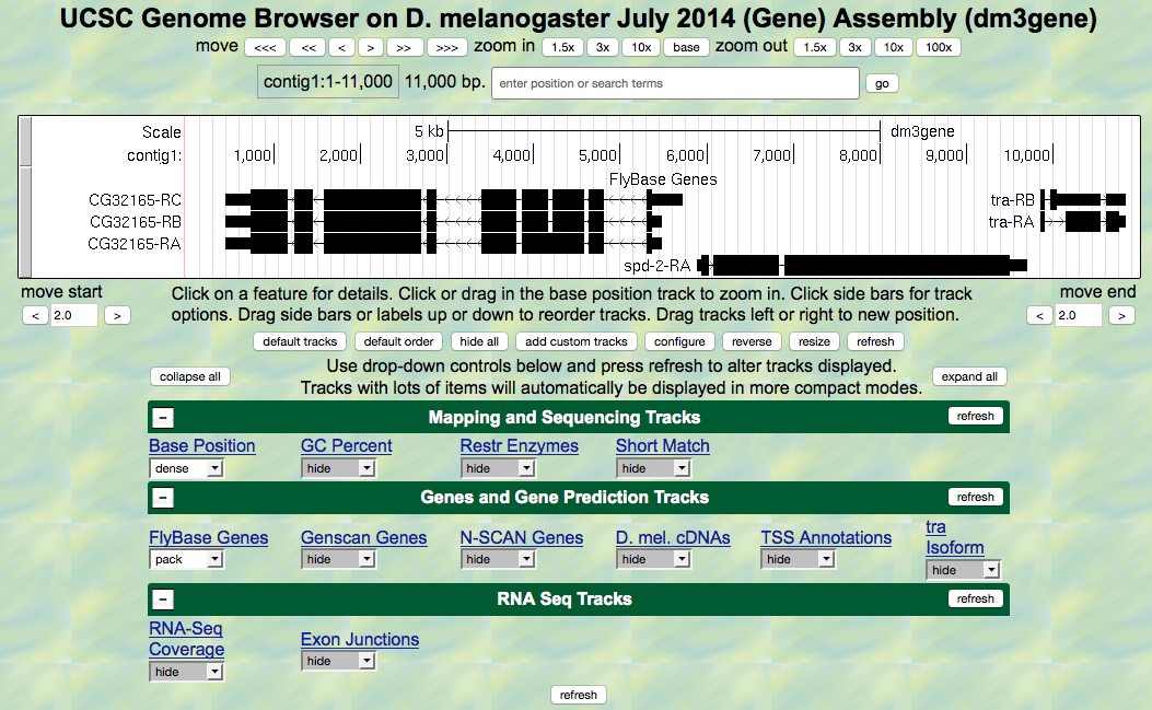 Genome browser view of contig1