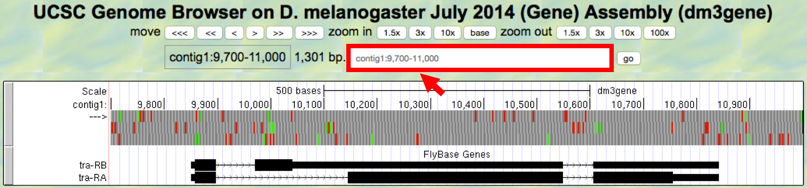 Genome Browser view of the *tra* gene