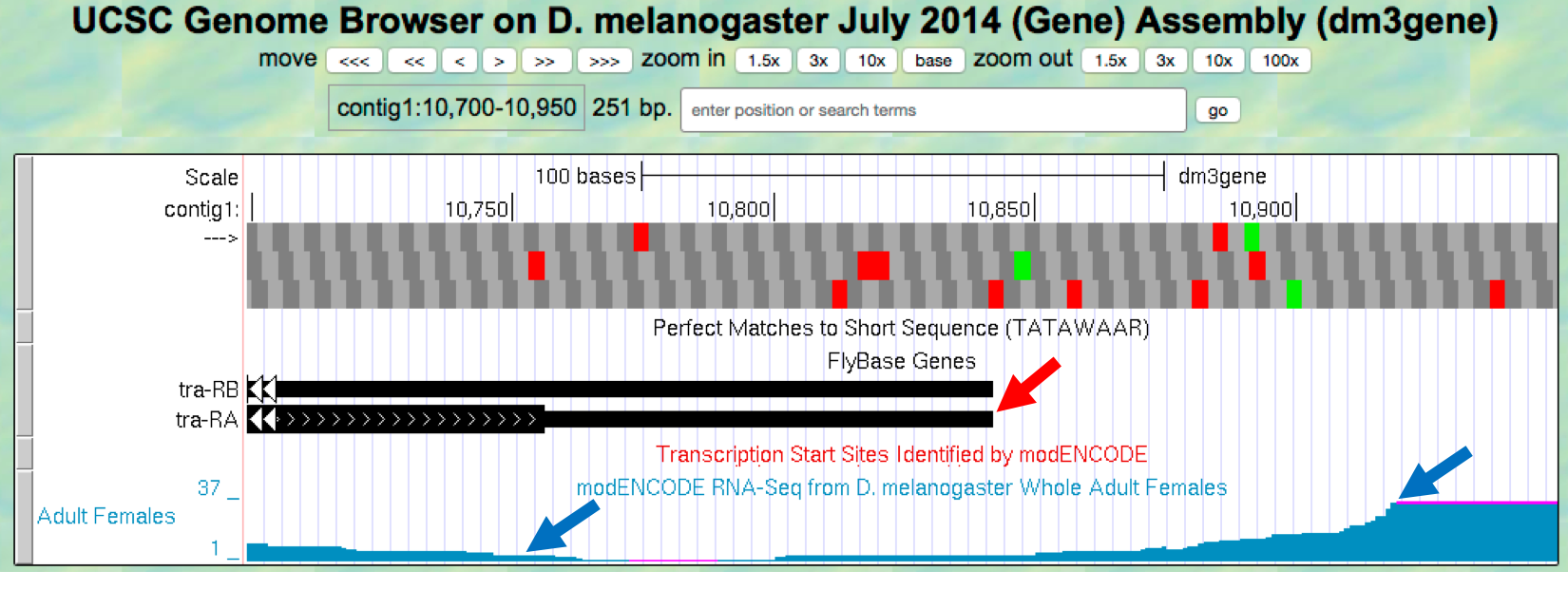 Comparison of the transcription end site