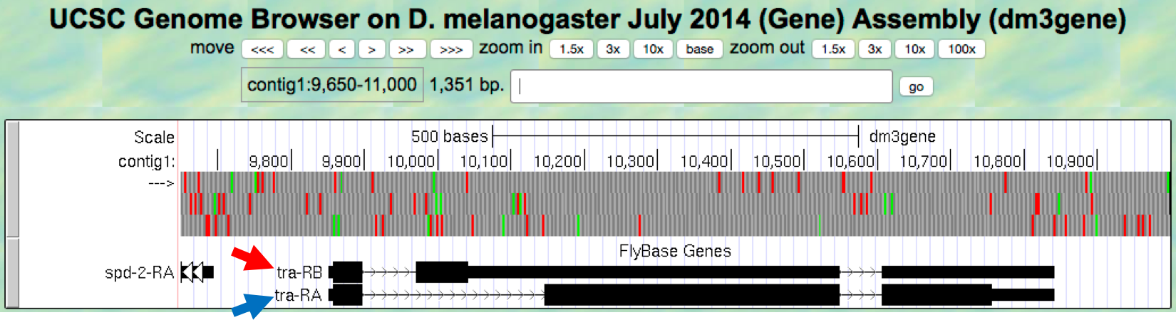 Two isoforms of the tra gene in D. melanogaster