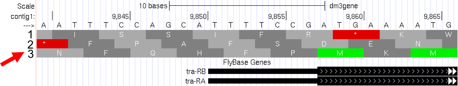 Three possible reading frames on the plus strand