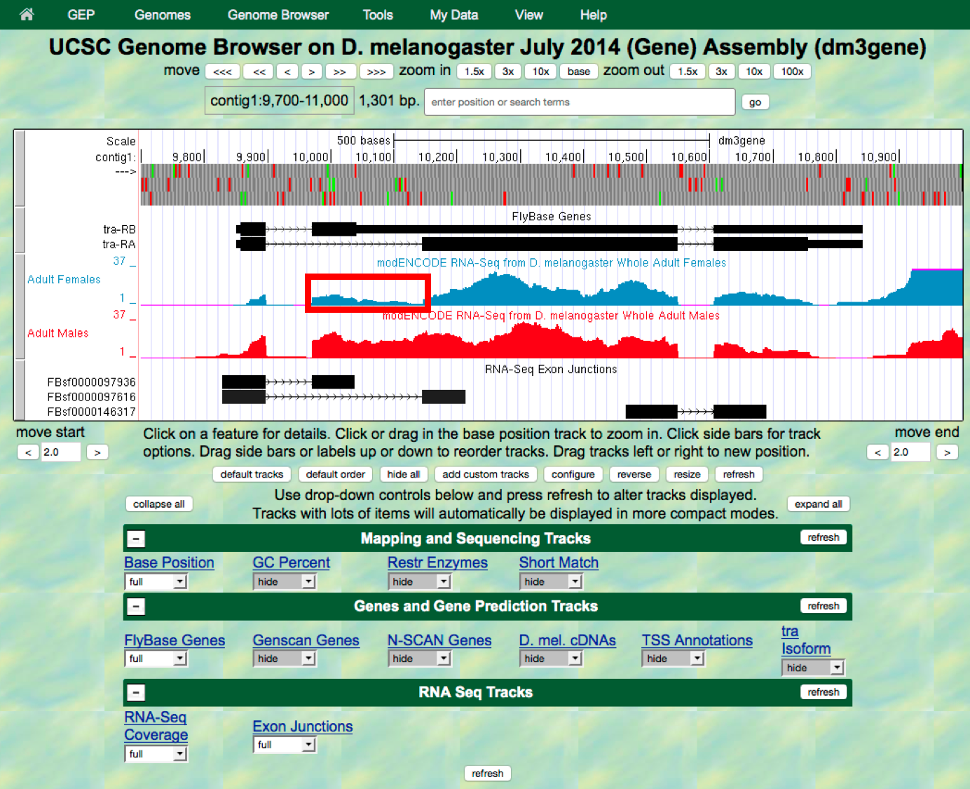 Gene predictions and RNA-Seq data for *tra*