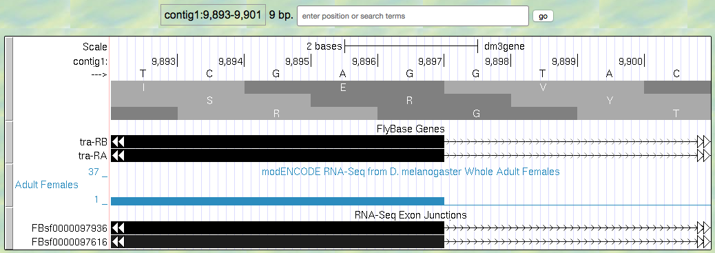 Splice donor site for Exon 1 of tra-RA