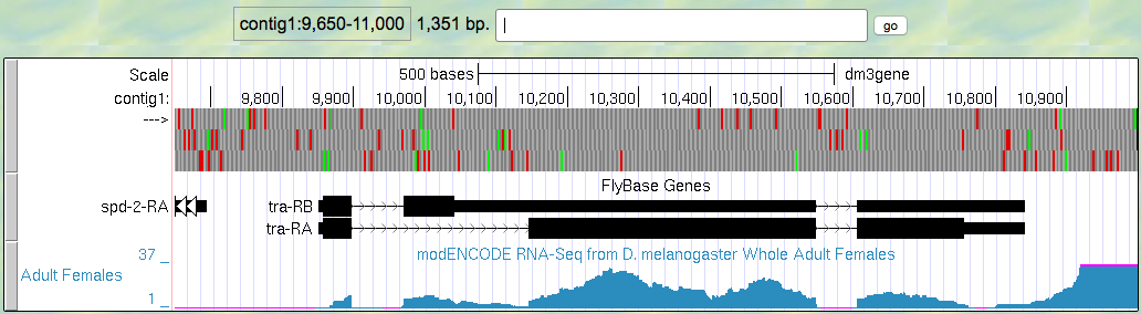 RNA-Seq read coverage for the adult female sample