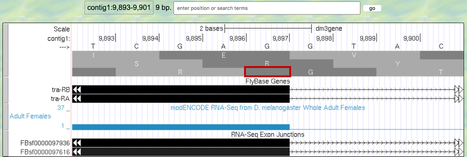 Determining the phase of the donor site