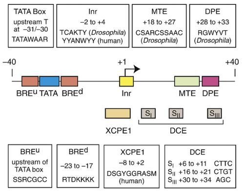 Core promoter motifs enriched near the TSS