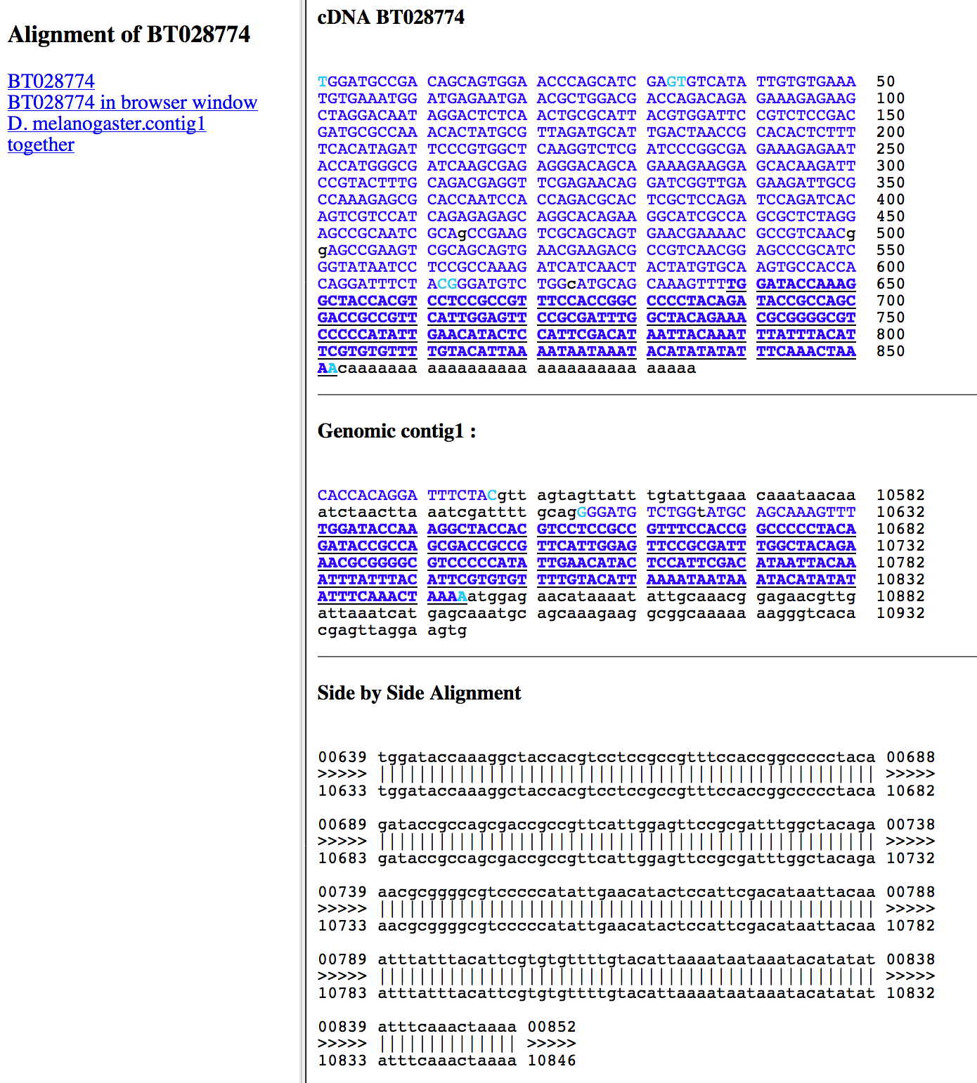BLAT alignment of D. melanogaster cDNA BT028774 against contig1