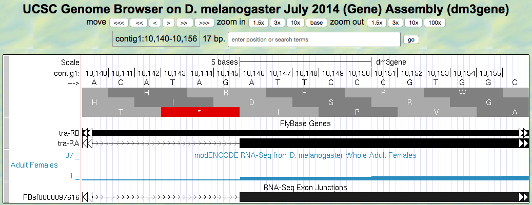 Splice acceptor site for Exon 2 of the *tra* gene