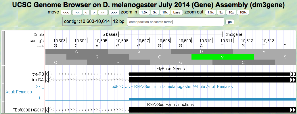 Splice acceptor site for Exon 3 of the *tra* gene