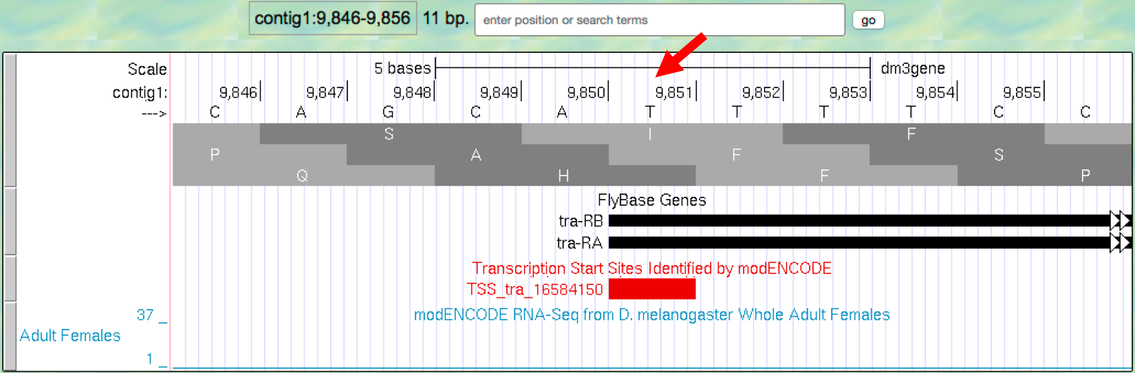 Annotated TSS "TSS_tra_16584150"